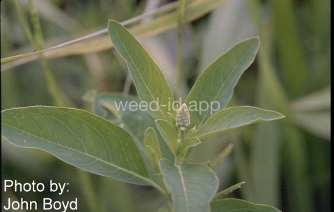 gooseweed